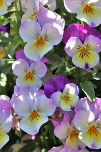 Stiefmütterchen, Veilchen, Violaceae