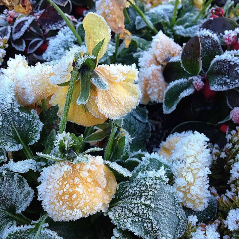 Frostfeste Blüten: Die besten winterharten Pflanzen